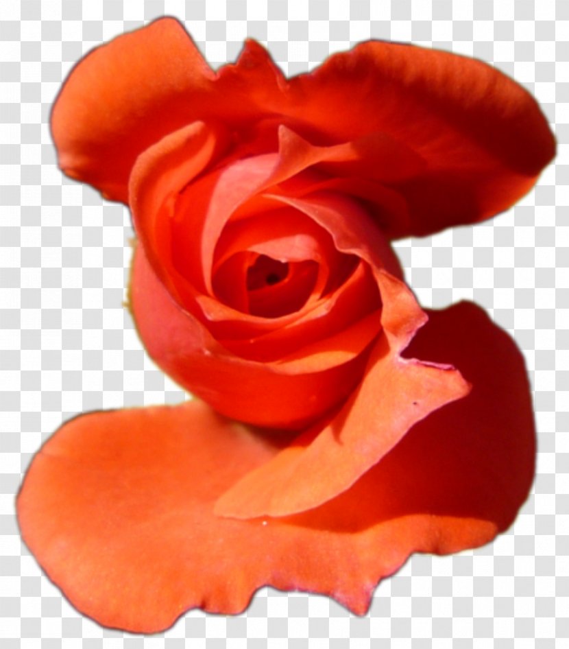 Garden Roses Plane Computer Software Free - Rose Order Transparent PNG