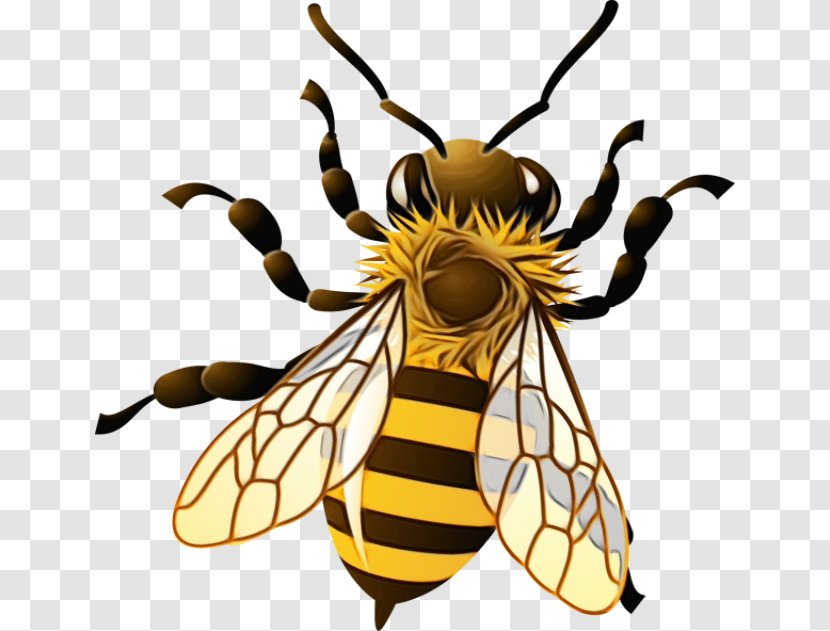 Bumblebee - Paint - Pollinator Wasp Transparent PNG