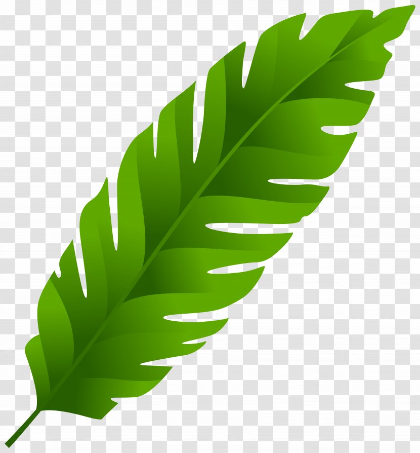 Leaf Arecaceae Clip Art - Frond Transparent PNG