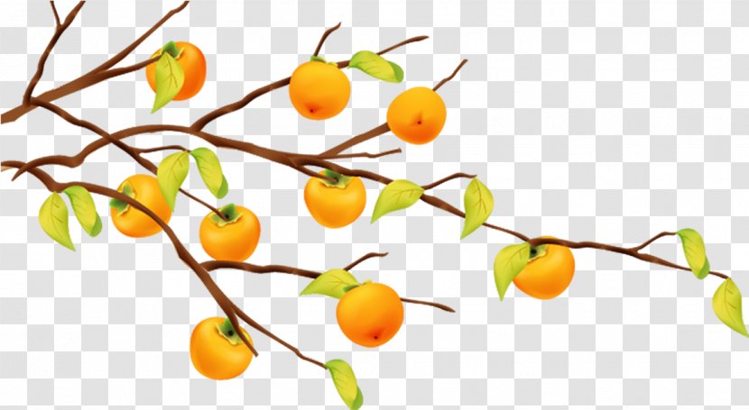 Fruit Tree Tangerine Branch - Twig - Frame Clipart Transparent PNG