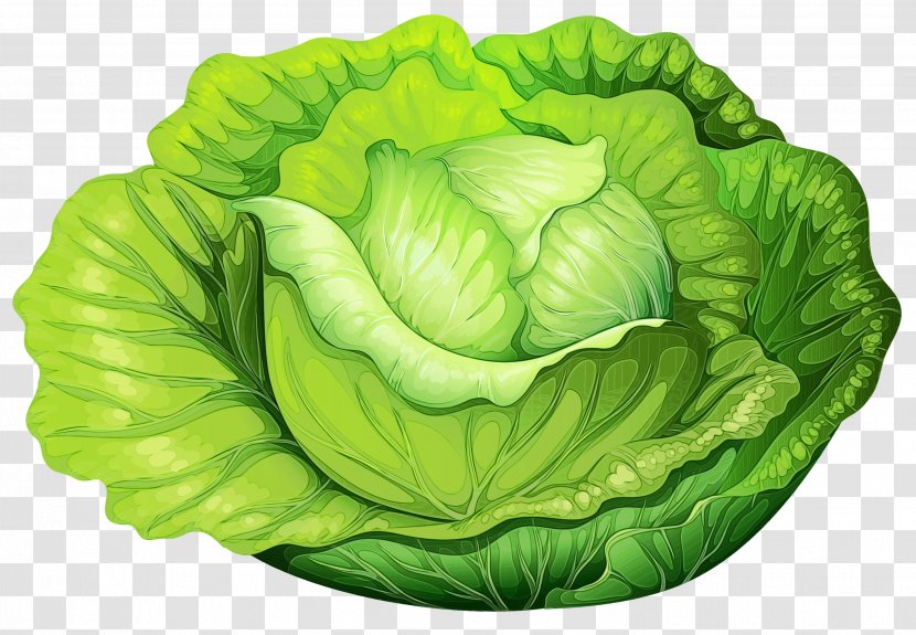 Green Leaf Background - Iceberg Lettuce - Savoy Cabbage Side Dish Transparent PNG