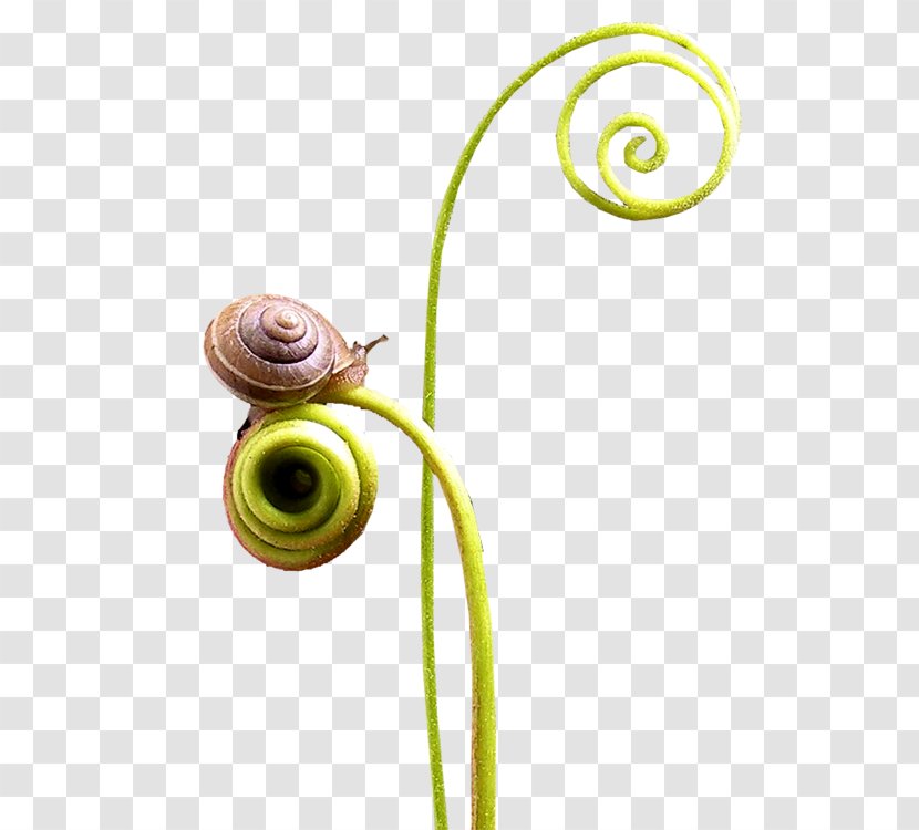 Snail Spiral Seashell - Snails Transparent PNG