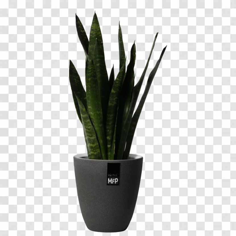 Houseplant Flowerpot Aloe Vera - Plant - Large Potted Plants Transparent PNG