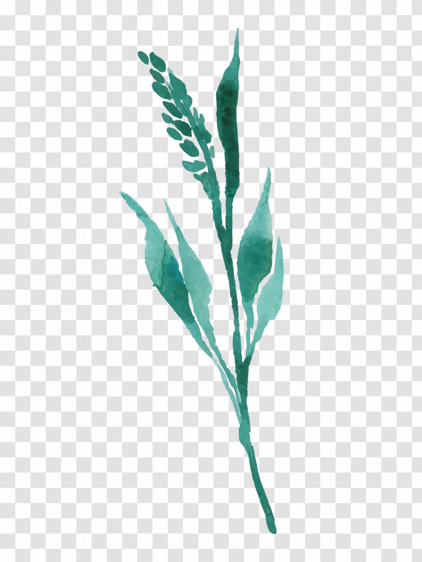 Plant Drawing Transparent PNG