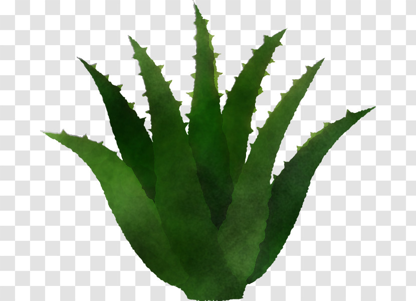 Aloe Vera Transparent PNG