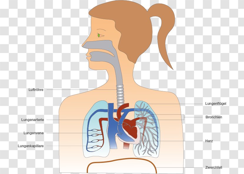 Lung Human Body Respiration Trachea Shoulder - Silhouette - Nose Transparent PNG