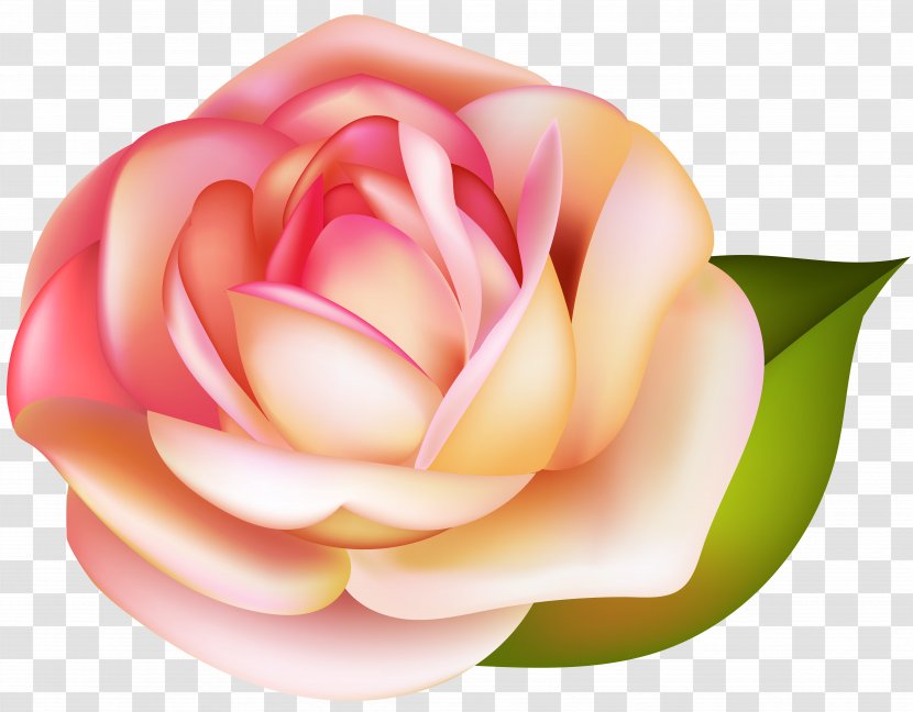 Garden Roses Clip Art - Photography - Rose Transparent Image Transparent PNG
