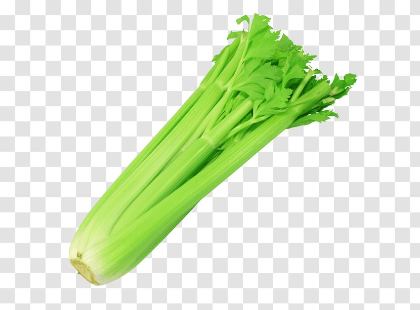 Celery Celeriac Malatang Vegetable Oenanthe Javanica Transparent PNG