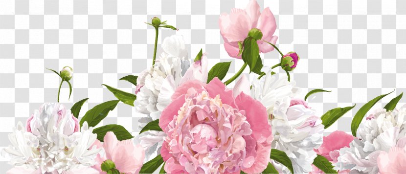 Peony Photography Flower Clip Art - Annual Plant Transparent PNG