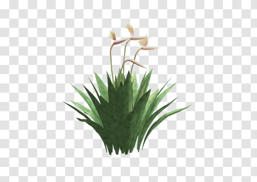 Grasses Flowerpot Plant Stem Family - Flower Transparent PNG
