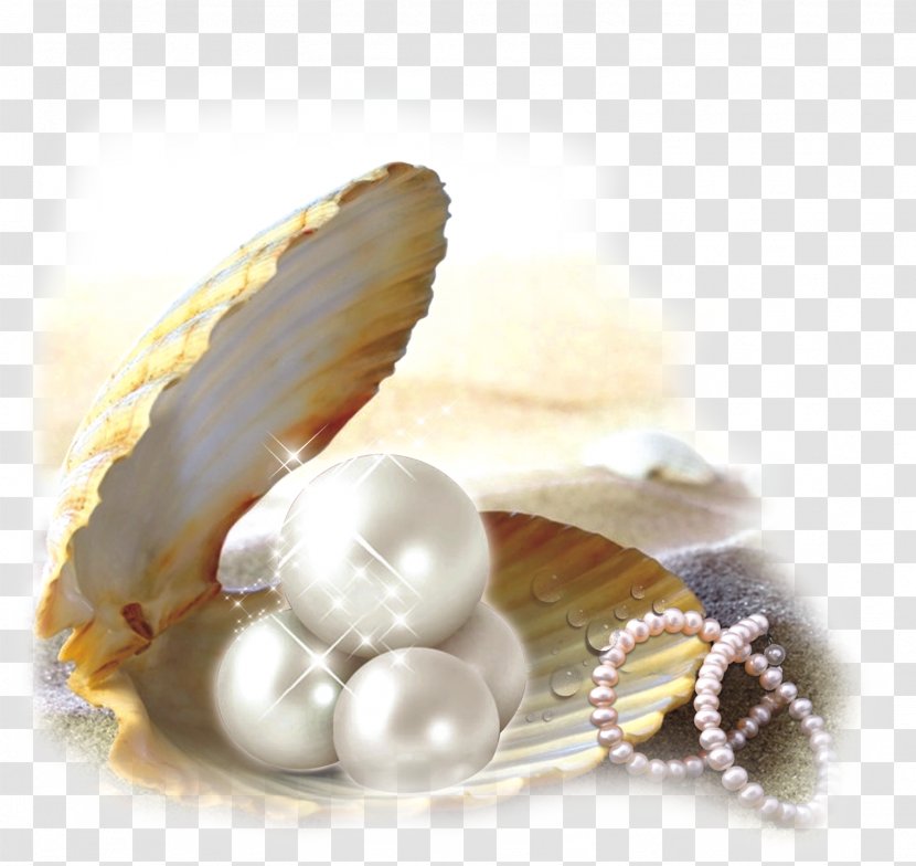 Pearl BK OF ELDERS Oyster Seashell - Jewellery - Shell Transparent PNG