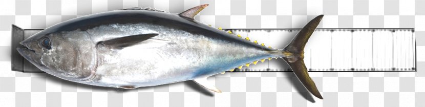 Fish - Seafood - Australian Rules Transparent PNG