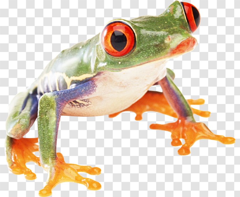 True Frog Amphibians Toad - Ranidae - Rana Transparent PNG