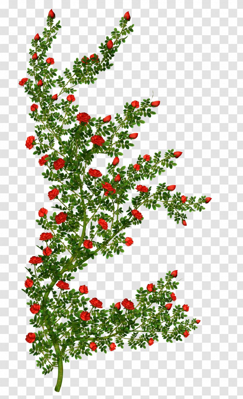 Rose Shrub Flower Clip Art - Fruit - Lush Transparent PNG