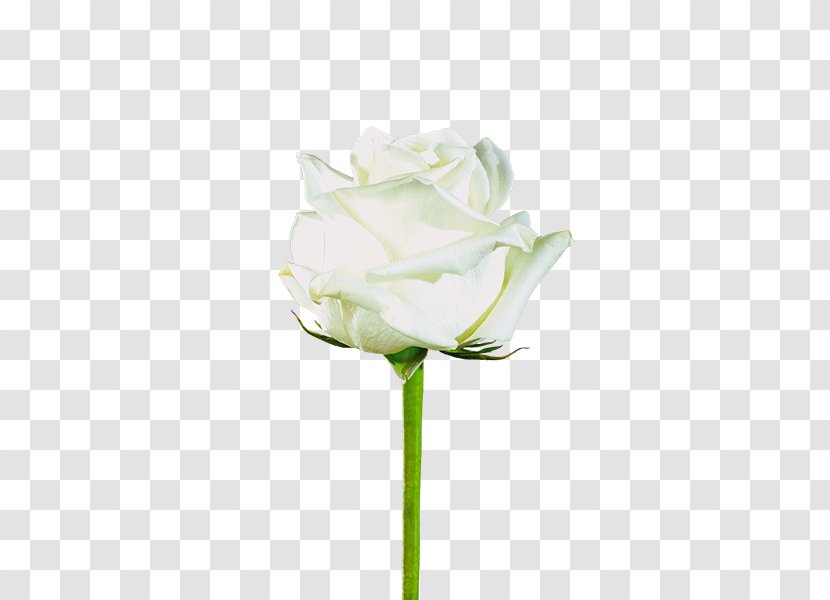 Garden Roses Cabbage Rose Flower Plant Stem Flores De Corte - Artificial Transparent PNG