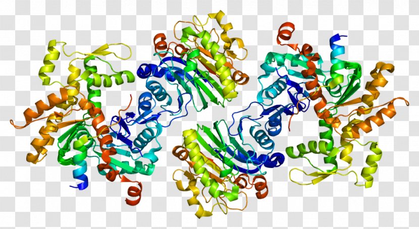 WASF2 Protein Bruton's Tyrosine Kinase Lamellipodium Actin - Arp23 Complex Transparent PNG