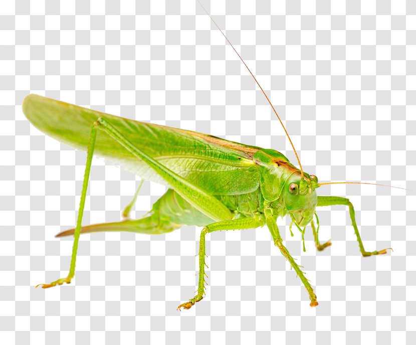 Stock Photography Grasshopper Royalty-free Green - Arthropod - Free Locust Pull Material Transparent PNG