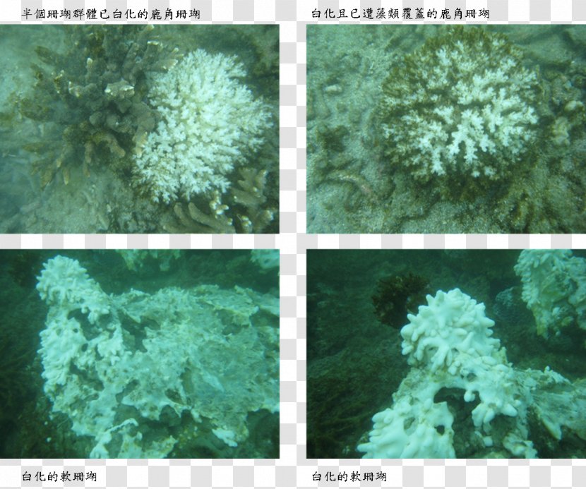 Scleractinia Coral Reef Marine Biology Bleaching - Fishery - Ephedra Sinica Stapf Transparent PNG