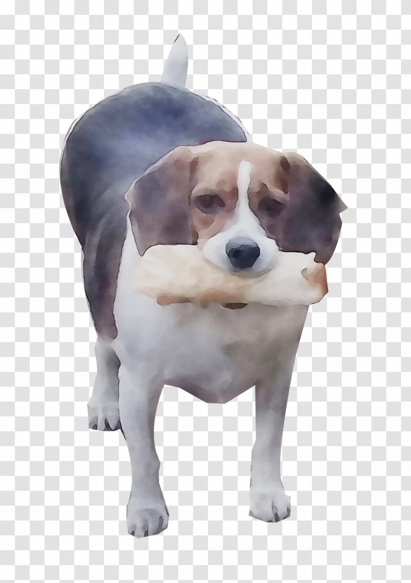 Beagle English Foxhound Treeing Walker Coonhound Harrier Dog Breed Transparent PNG