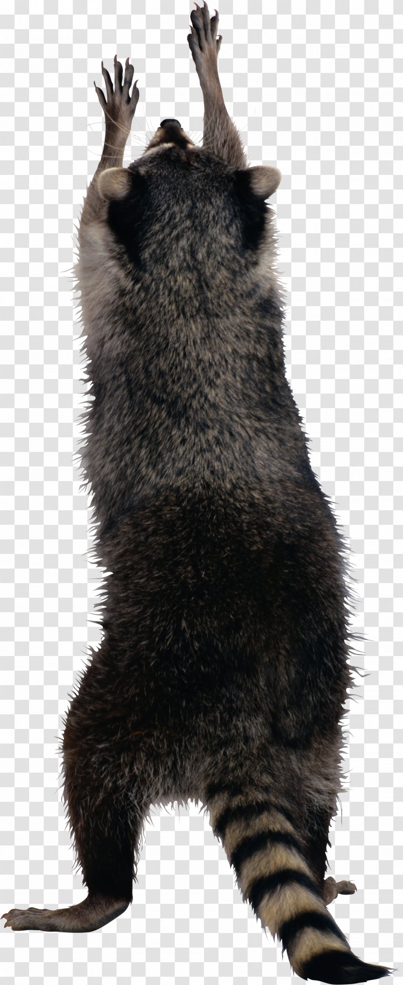 Raccoon Squirrel - Jenoti Transparent PNG