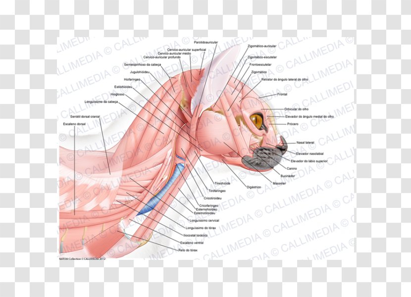 Ear Muscle Anatomy Head Neck - Flower Transparent PNG