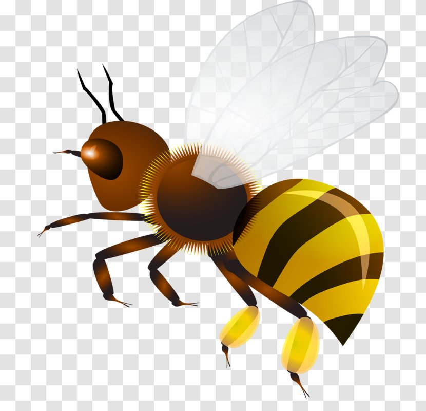 Insect Hornet Honey Bee Wasp Clip Art Transparent PNG