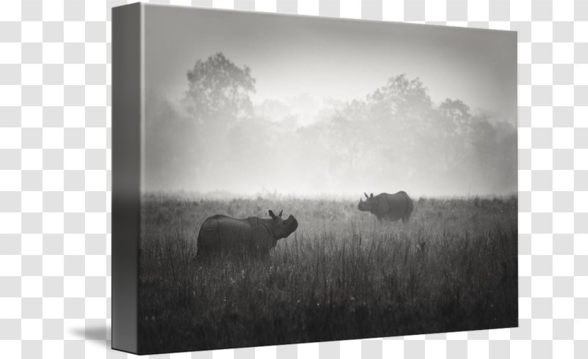 Picture Frames Stock Photography Wildlife White - Grassland Transparent PNG