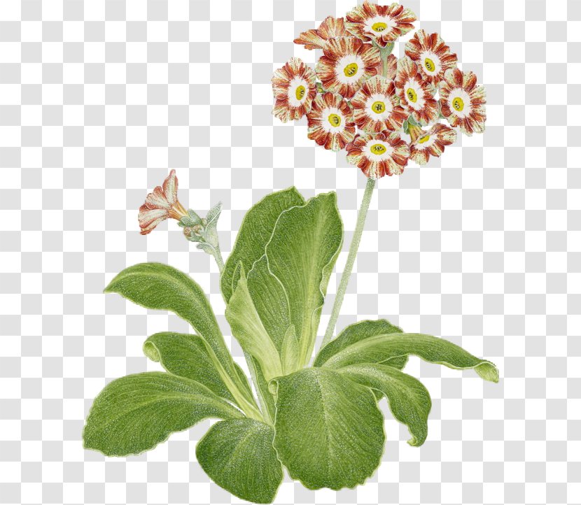 Primrose Auriculas Through The Ages: Bear's Ears, Ricklers And Painted Ladies Cut Flowers Plant - Herb Transparent PNG