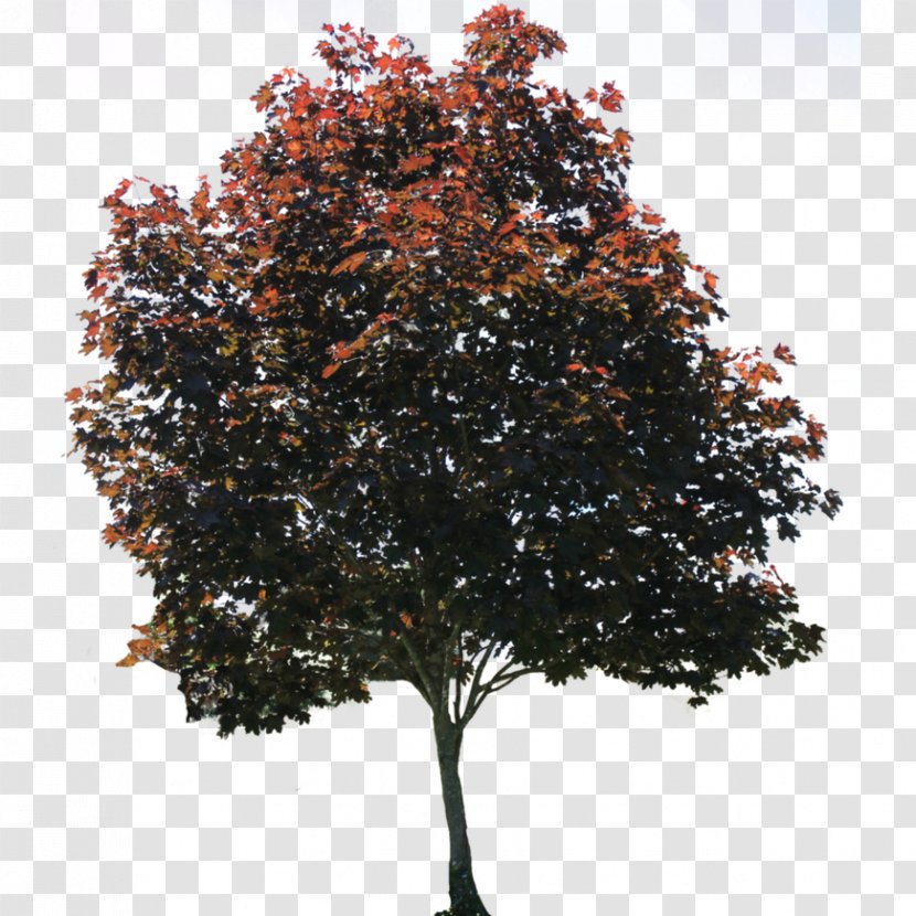 Tree American Sycamore Architectural Rendering - Woody Plant Transparent PNG