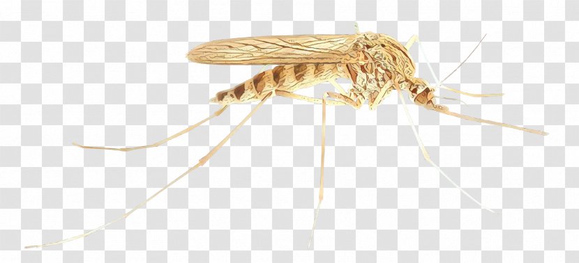 Mosquito Insect - Drosophila Mayflies Transparent PNG