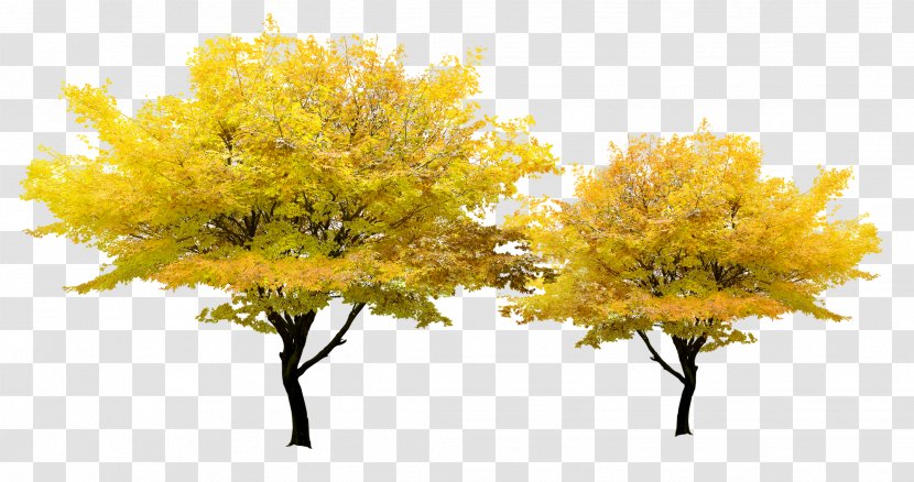 Tree Yellow Pixel - Mimosa - Autumn Maple Transparent PNG