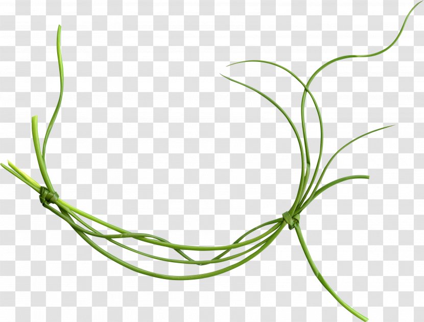 Common Vetch Vine Green - Color - Fling Transparent PNG