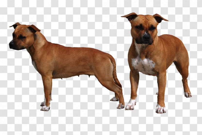 Dog Breed Staffordshire Bull Terrier American Black Mouth Cur - Silhouette - Amstaff Transparent PNG