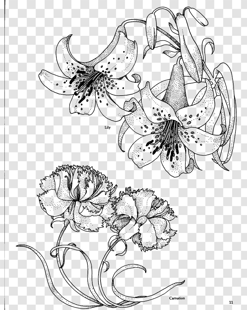 Carnation Birth Flower Drawing Coloring Book - Black And White - Lily Flowers Line Transparent PNG