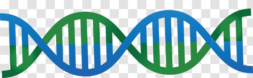 DNA Nucleic Acid Double Helix Euclidean Vector - Adna - Blue And Green Cute Graphics Transparent PNG