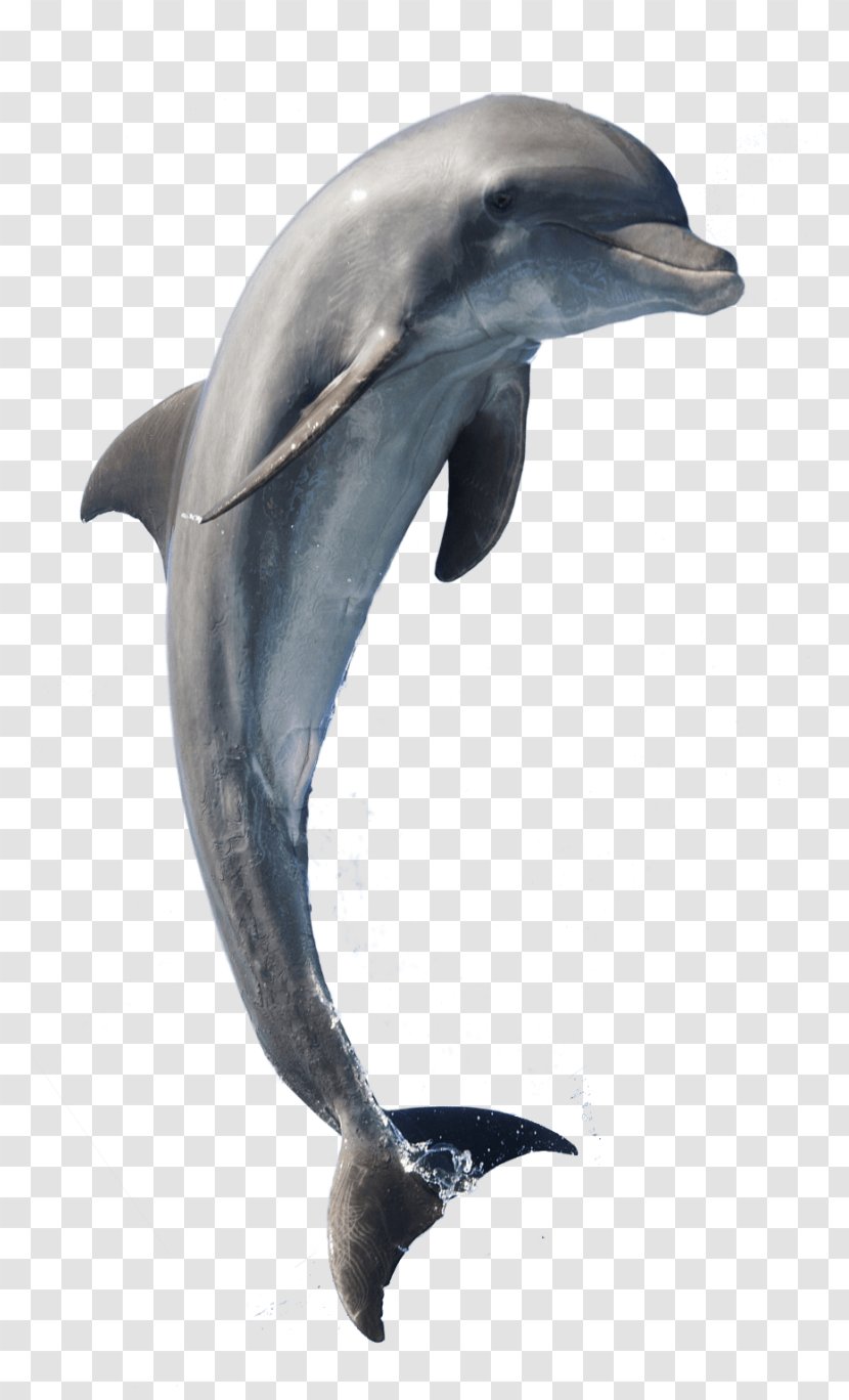 Common Bottlenose Dolphin Short-beaked Rough-toothed Tucuxi Wholphin Transparent PNG