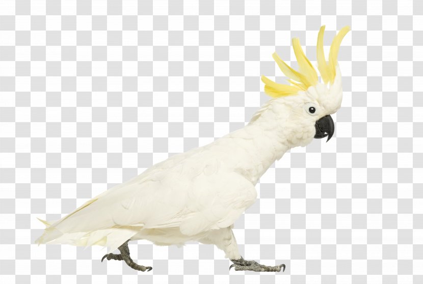 Cockatiel Sulphur-crested Cockatoo Bird - Grey Parrot Transparent PNG