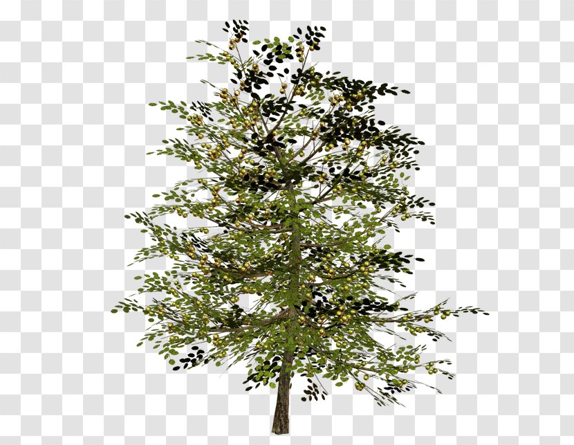Spruce Tree Larch Twig Shrub - Twigs Transparent PNG