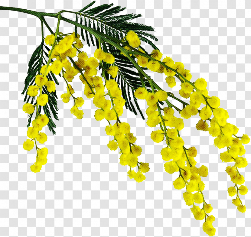 Yellow Plant Leaf Flower Tree Transparent PNG