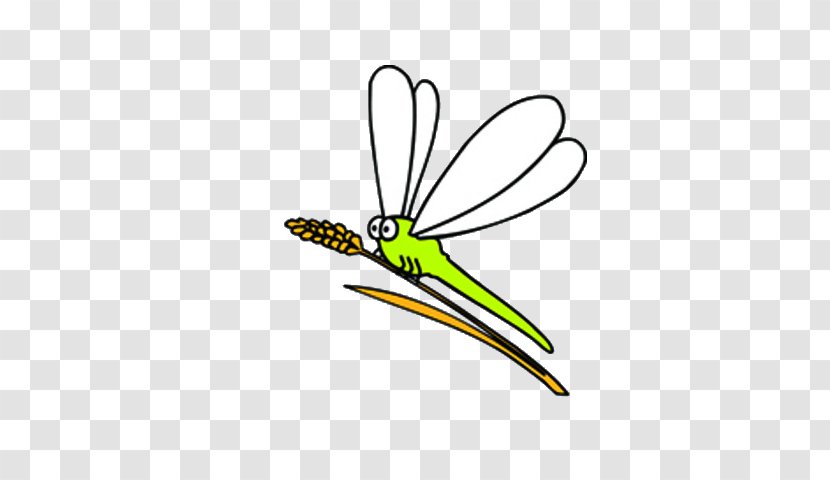 Insect Dragonfly Illustration - Butterfly Transparent PNG