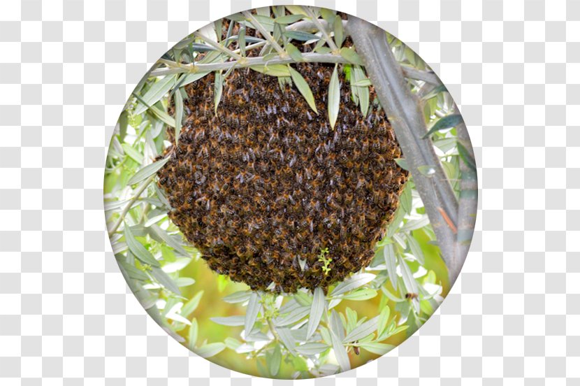 Honey Bee Beehive Ecology - Pollen Transparent PNG