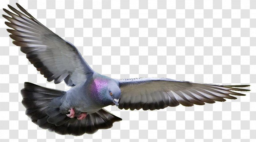 Homing Pigeon Racing Homer Columbidae Fancy Bird - Beak Transparent PNG