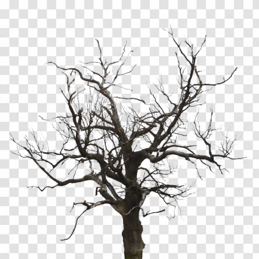 DeviantArt Artist Twig Work Of Art - Woody Plant - Tree Dead Transparent PNG