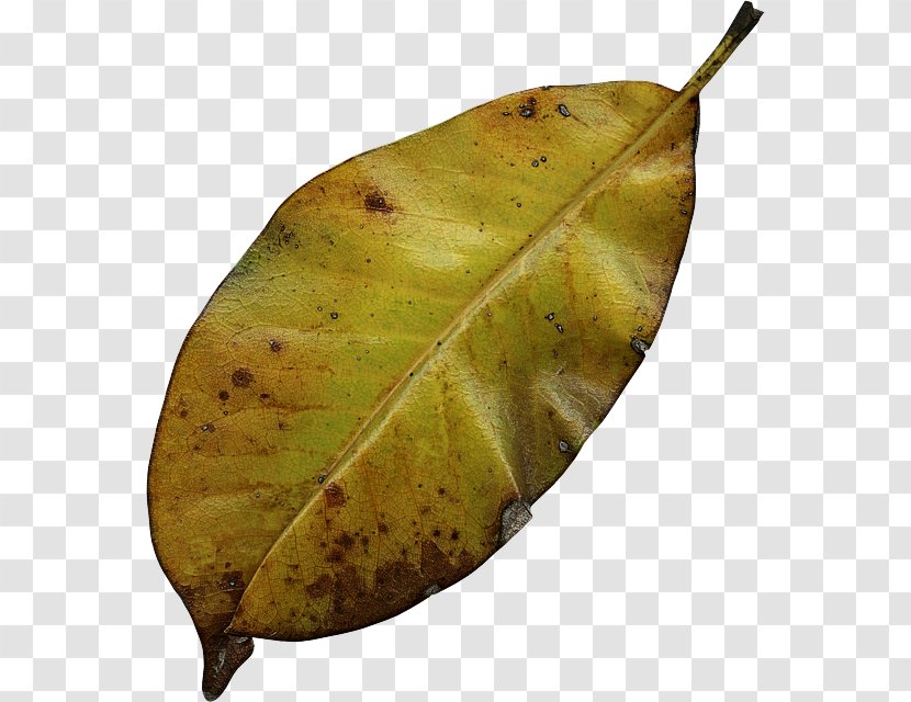 Leaf Plant Tree Pear Pathology Transparent PNG
