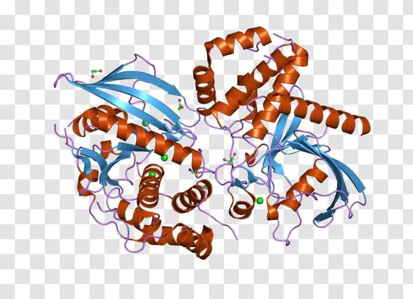 Protein Tyrosine Phosphatase PTPN9 Gene - Nonreceptor Kinase Transparent PNG