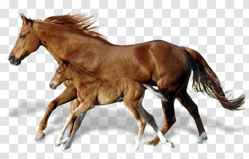 Foal Mare Mustang Andalusian Horse Horses - Livestock - Mud Transparent PNG