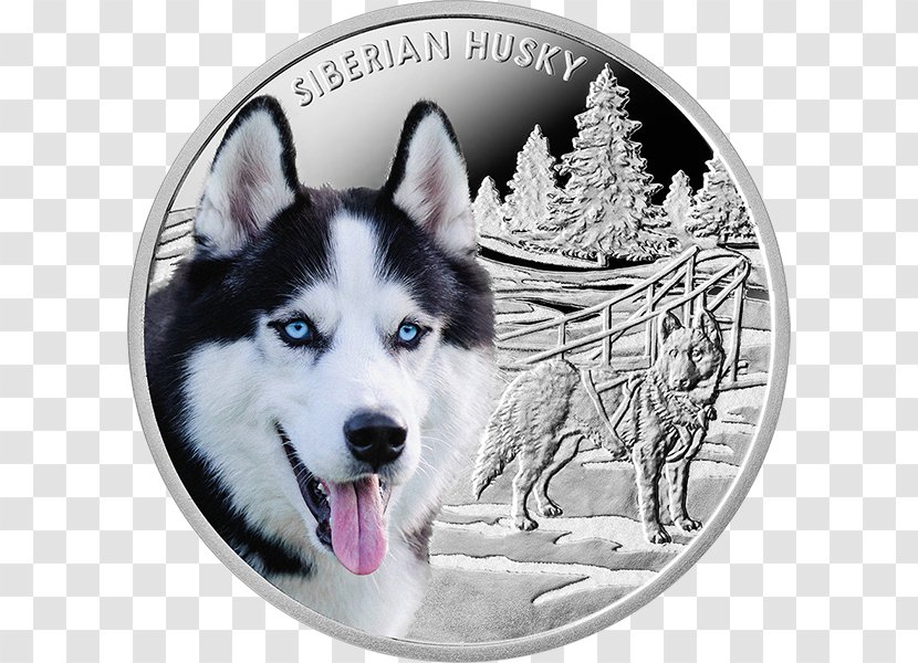 Siberian Husky Alaskan Malamute Puppy Klee Kai - Carnivoran Transparent PNG