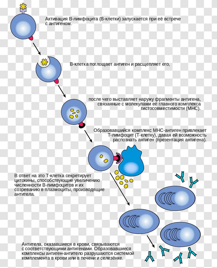 B Cell Lymphocyte T Antibody Immune System - Immunity - Molecules Transparent PNG