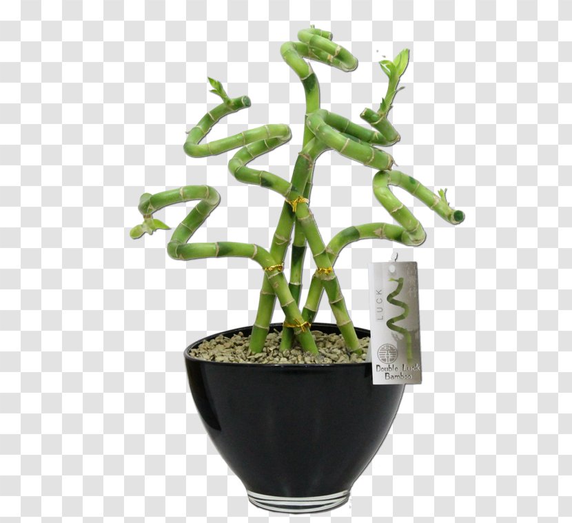 Fig Trees Houseplant Flowerpot - Pigmyweeds - Tree Transparent PNG