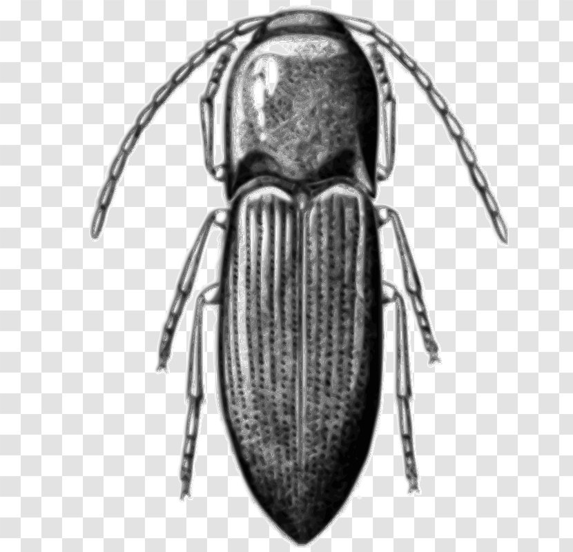 Beetle Alyma Lawlerae Chile Clip Art - Black And White Transparent PNG